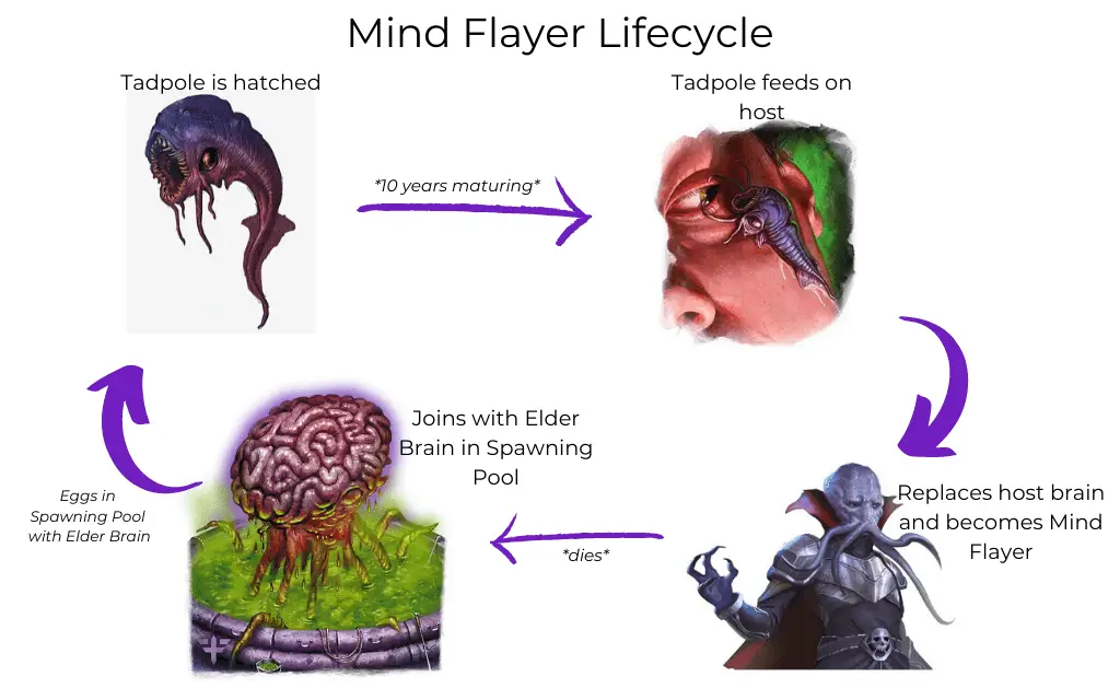 The Complete Guide To Mind Flayers In Dandd 5e Illithid Brain Food Tabletop Joab 8700